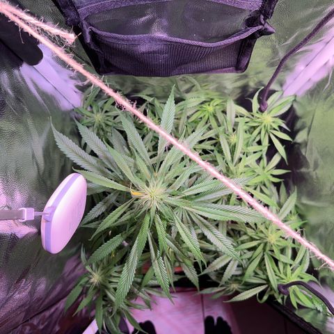 Arjan's Haze #3 growlog timeline photo