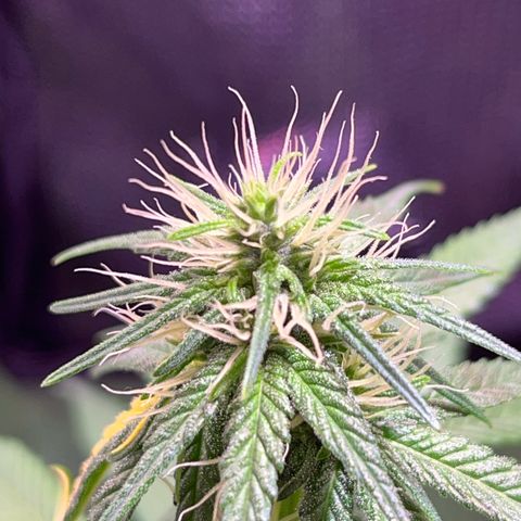 Arjan's Haze #3 growlog timeline photo