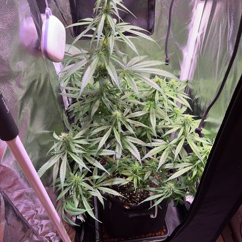 Arjan's Haze #3 growlog timeline photo