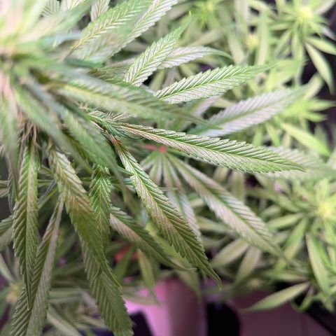Arjan's Haze #3 growlog timeline photo