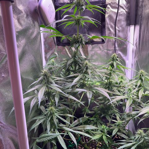 Arjan's Haze #3 growlog timeline photo