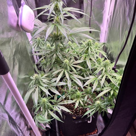 Arjan's Haze #3 growlog timeline photo