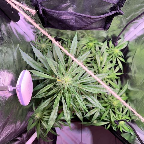 Arjan's Haze #3 growlog timeline photo