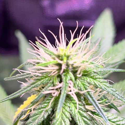 Arjan's Haze #3 growlog timeline photo