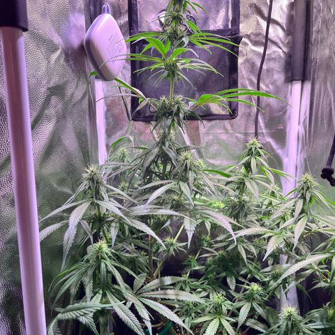 Arjan's Haze #3 growlog timeline photo
