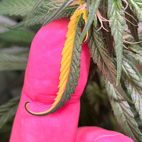Arjan's Haze #3 growlog timeline photo