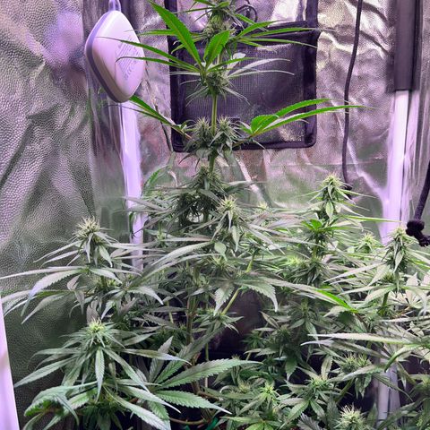 Arjan's Haze #3 growlog timeline photo