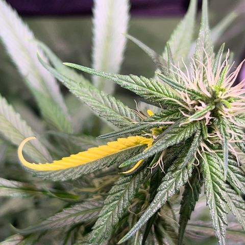 Arjan's Haze #3 growlog timeline photo