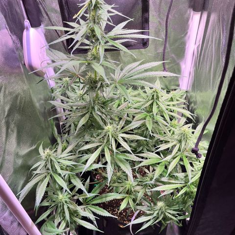 Arjan's Haze #3 growlog timeline photo