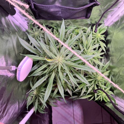 Arjan's Haze #3 growlog timeline photo