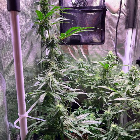 Arjan's Haze #3 growlog timeline photo