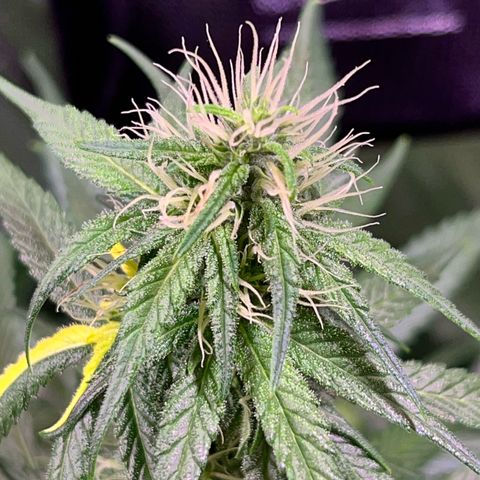Arjan's Haze #3 growlog timeline photo