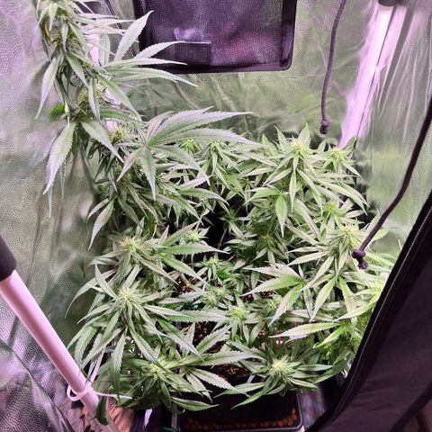 Arjan's Haze #3 growlog timeline photo