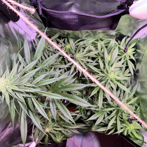 Arjan's Haze #3 growlog timeline photo