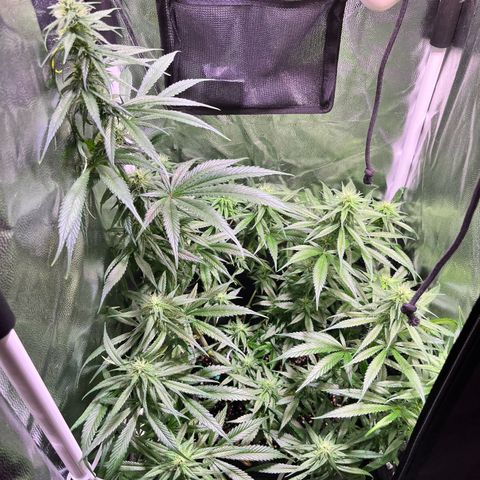 Arjan's Haze #3 growlog timeline photo