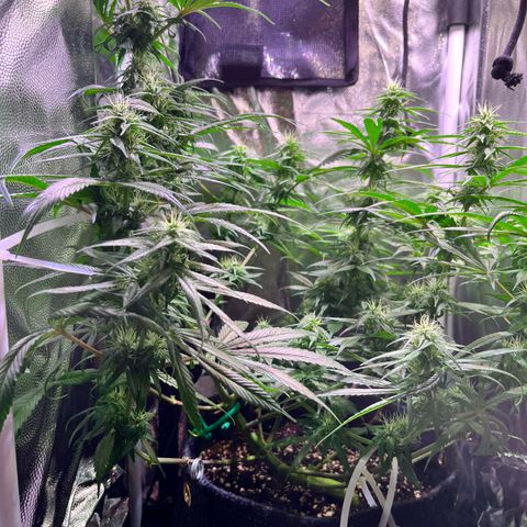 Arjan's Haze #3 growlog timeline photo