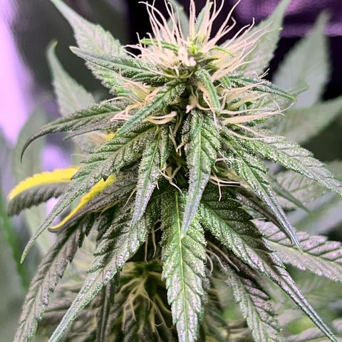 Arjan's Haze #3 growlog timeline photo
