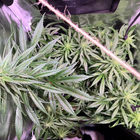 Arjan's Haze #3 growlog timeline photo