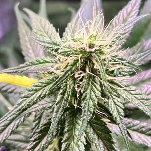 Arjan's Haze #3 growlog timeline photo