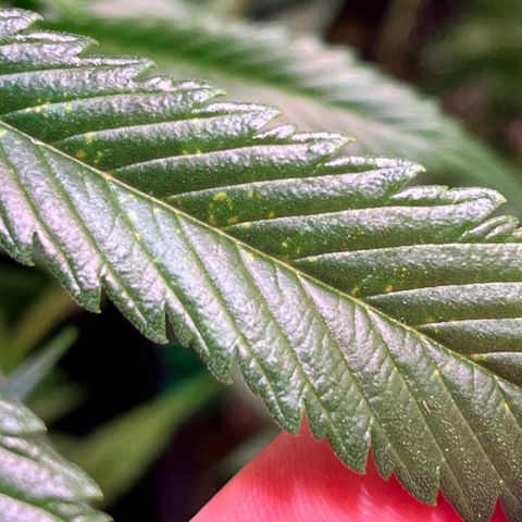 Arjan's Haze #3 growlog timeline photo