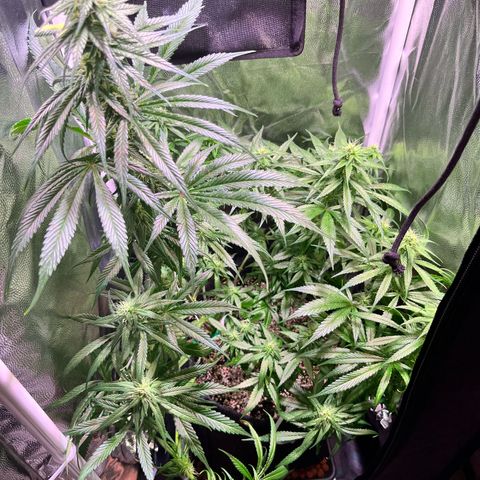 Arjan's Haze #3 growlog timeline photo
