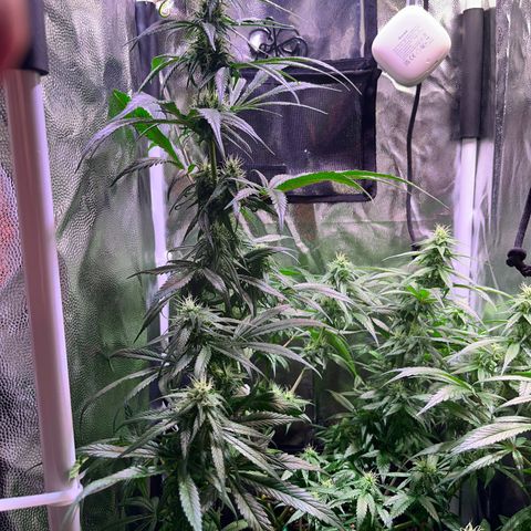 Arjan's Haze #3 growlog timeline photo