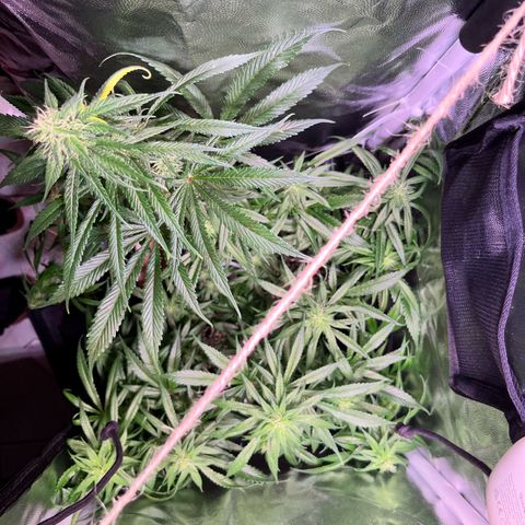Arjan's Haze #3 growlog timeline photo