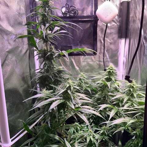 Arjan's Haze #3 growlog timeline photo