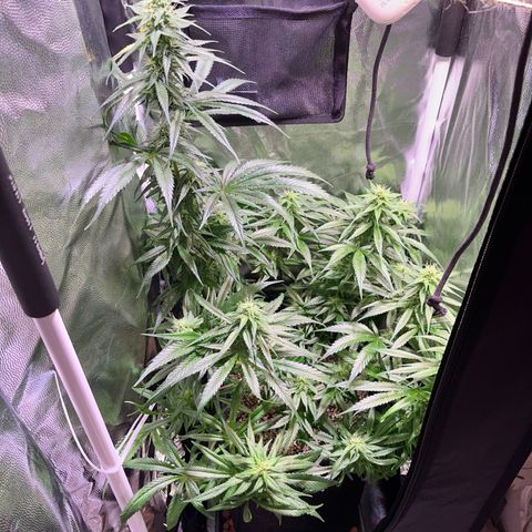 Arjan's Haze #3 growlog timeline photo