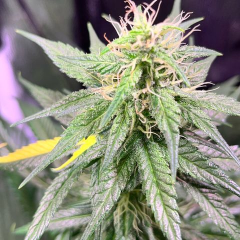 Arjan's Haze #3 growlog timeline photo
