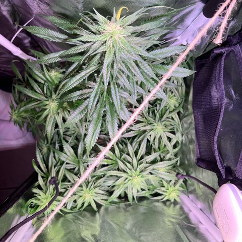 Arjan's Haze #3 growlog timeline photo