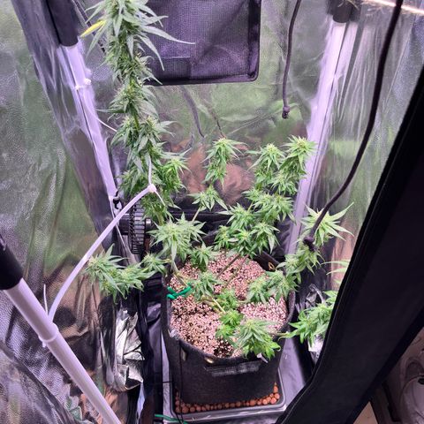 Arjan's Haze #3 growlog timeline photo