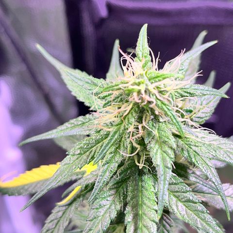 Arjan's Haze #3 growlog timeline photo