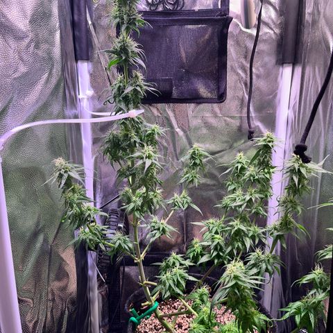 Arjan's Haze #3 growlog timeline photo