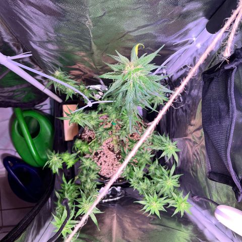 Arjan's Haze #3 growlog timeline photo
