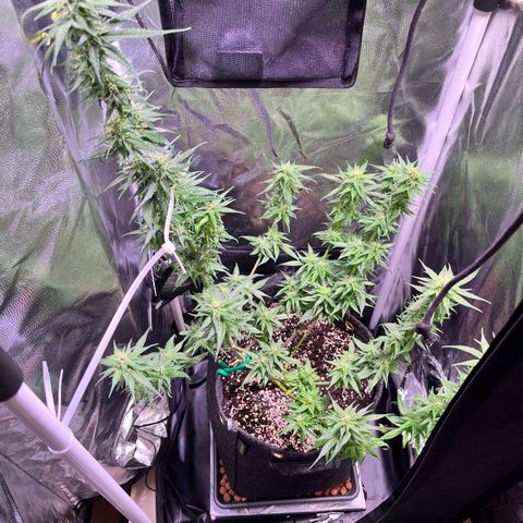 Arjan's Haze #3 growlog timeline photo