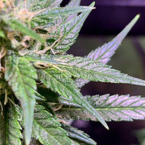 Arjan's Haze #3 growlog timeline photo
