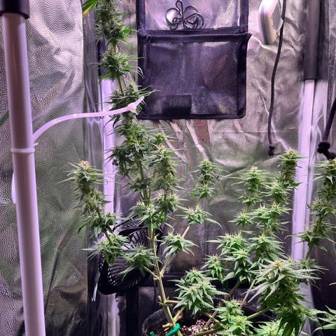 Arjan's Haze #3 growlog timeline photo