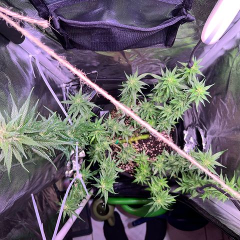 Arjan's Haze #3 growlog timeline photo