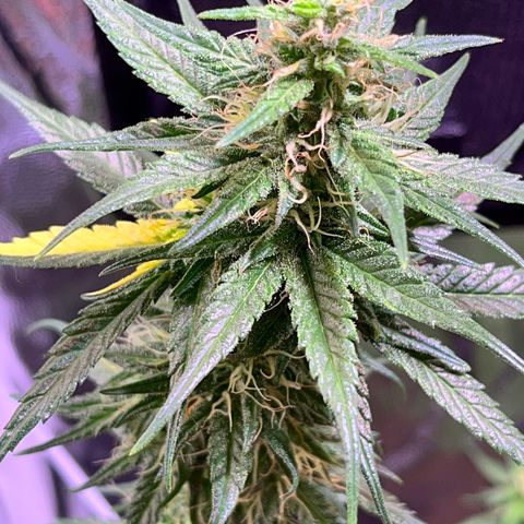 Arjan's Haze #3 growlog timeline photo