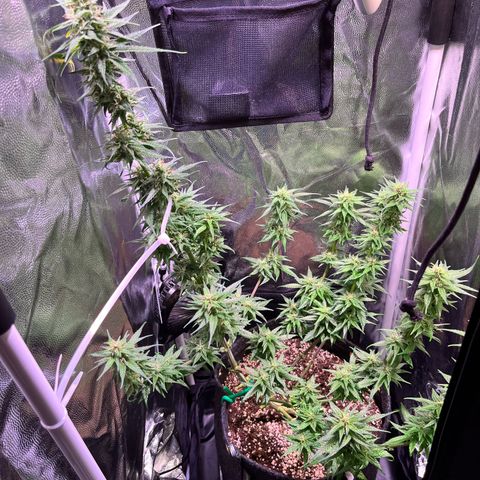 Arjan's Haze #3 growlog timeline photo