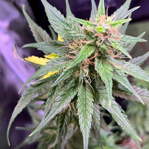 Arjan's Haze #3 growlog timeline photo