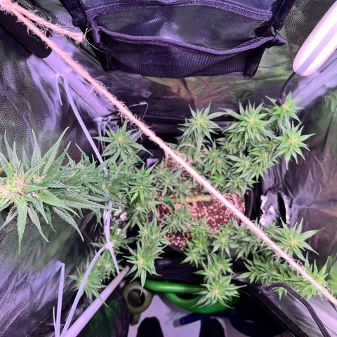 Arjan's Haze #3 growlog timeline photo