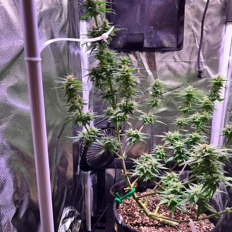 Arjan's Haze #3 growlog timeline photo