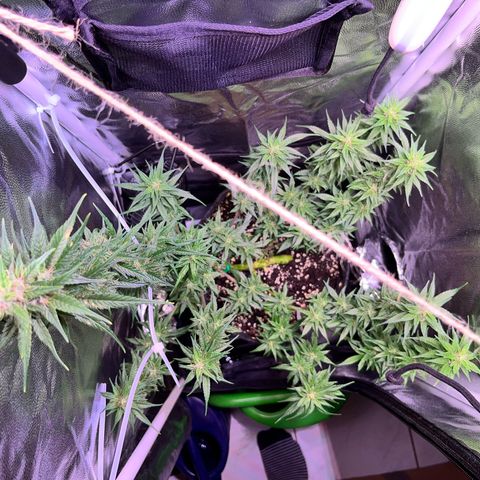 Arjan's Haze #3 growlog timeline photo