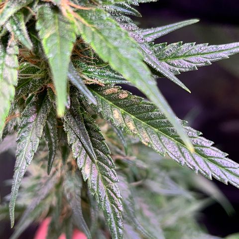 Arjan's Haze #3 growlog timeline photo