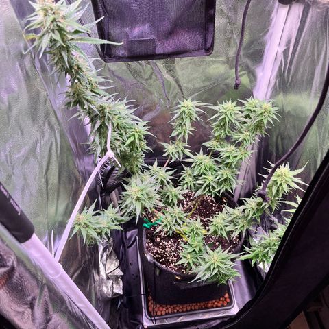 Arjan's Haze #3 growlog timeline photo