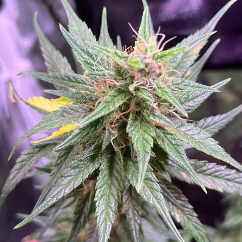 Arjan's Haze #3 growlog timeline photo