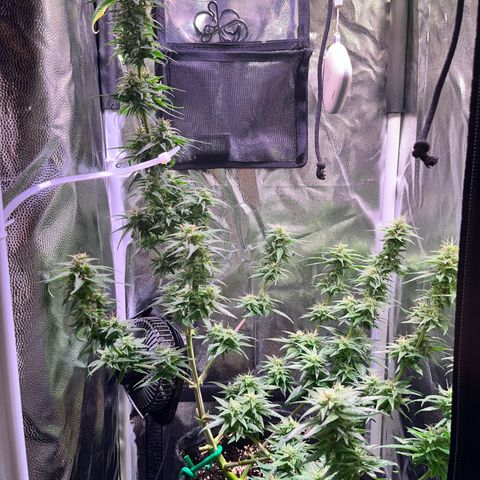 Arjan's Haze #3 growlog timeline photo