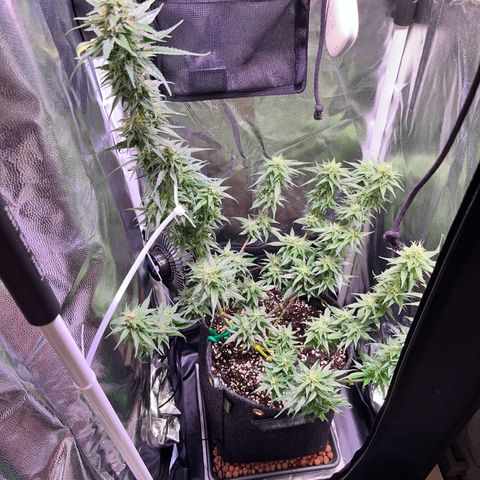 Arjan's Haze #3 growlog timeline photo